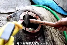 大象蛀牙痛苦不堪，拔牙过程十分解压视频封面