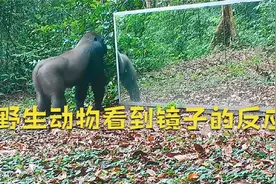 野生动物看到镜子的反应，银背大猩猩暴跳如雷、黑猩猩照镜子臭美