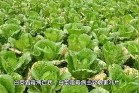 大白菜出现黄色干叶是白菜霜霉病，秋季危害较重。视频封面