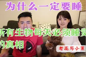 真相！为什么一定要睡？所有生物每天必须睡觉的真相  老高与小茉视频封面