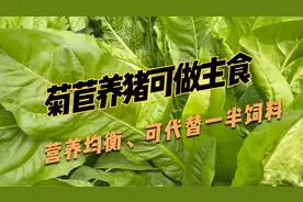 用菊苣养猪，可完全作为主食，现割现喂，一次播种可收七八年视频封面