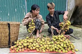 小龙和小花这两孩子聪明，进山摘野荔枝背进城里卖钱