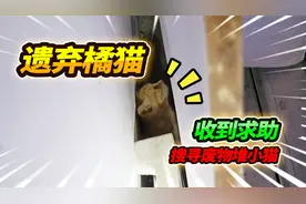 收到美美博主的求助，在地下室发现走丢小橘猫，寻找好心人收养视频封面