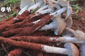 阿飞家果园的鸡枞多起来了，今天挖回家试试新的烹饪方法视频封面