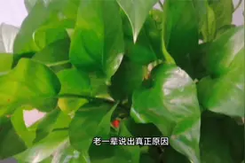 家里为啥不能绿萝？老一辈说出“真正原因”，方知“迷信”不可取视频封面