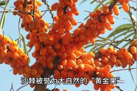 沙棘原浆的功效与作用