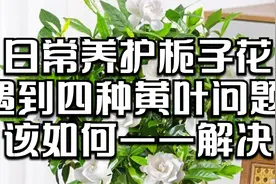 日常养护栀子花，遇到四种黄叶问题，该如何一一解决？视频封面