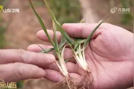 今年以来山东平均降水量较常年偏少58%，冬春时节存气象干旱风险视频封面