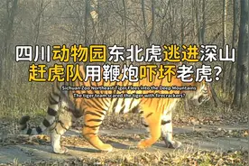 四川动物园东北虎逃进深山，赶虎队手持钢管，放鞭炮把老虎吓坏？视频封面
