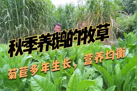 秋季养鹅的牧草，菊苣种一次收割6~8年，营养均衡，适口性也好视频封面