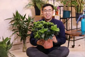 栀子花怎么养？园艺师教你，栀子花的详细养护技巧视频封面