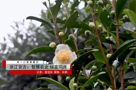 来一口智慧番茄：浙江吉安：智慧农业 绿富同兴