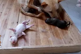 第二只小奶狗生产了，浑身湿透像只小老鼠，嘤嘤叫的好可爱视频封面