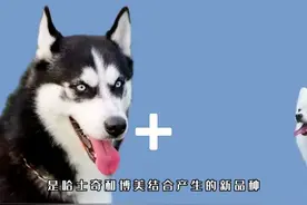 哈士奇和博美生的孩子博士奇，简直就是我的梦中情狗！博士奇哈