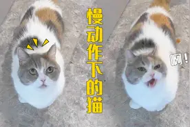 “猪咪”对吃的反应速度是猫咪的7倍！