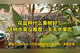 花盆种什么果树好？这种水果没难度，天天有新鲜水果吃视频封面