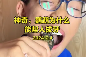 神奇，鹦鹉为什么能帮人拔牙，鹦鹉拔牙是什么原因？视频封面