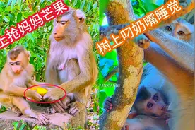 小猴子莉奥，地上抢妈妈的芒果，树上叼着奶嘴睡觉