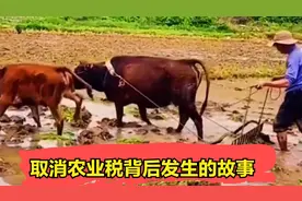 取消农业税背后发生的故事视频封面