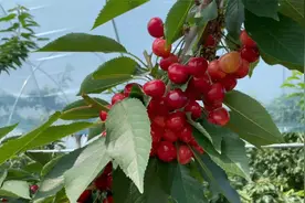 大连露地大樱桃生产进入尾声 品种品质更新提升 果农减产不减收视频封面