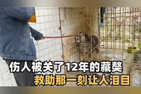 藏獒被主人关了12年，好心人解救出来后，在场的人争论不休！视频封面