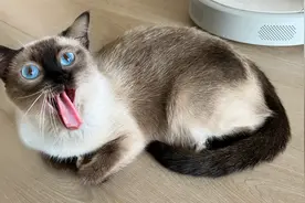 暹罗猫太恐怖了，别的人吸猫，它吸人啊！