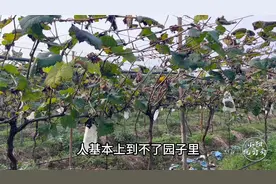 葡萄在采完果之后，有哪些管理性工作，主要应该注意哪些方面？