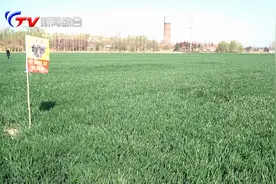 小麦亩产1200斤！这些农民用了什么黑科技？