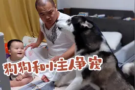 狗狗居然跟小主人争风吃醋，比赛着在主人面前撒娇，看一遍笑一遍视频封面