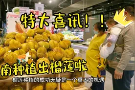 海南种植榴莲成功，以后大家可以吃上最优质的树上熟“榴莲”视频封面