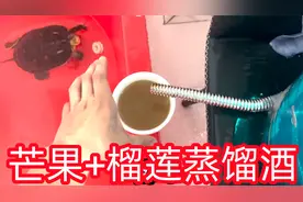 用榴莲+芒果酿成酒是什么味道呢，原来酿酒真的很简单！