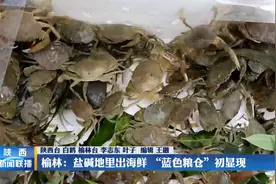 榆林：盐碱地里出海鲜 “蓝色粮仓”初显现视频封面