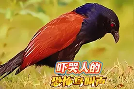 科普十五种听到会被吓尿的恐怖鸟叫声，最后一个是灵魂深处的阴影
