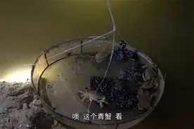 小池过来朋友的下塘，用这个方法钓青蟹特管用，一群青蟹围着吃视频封面