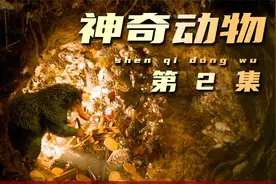 盘点神奇动物里那些奇奇怪怪的魔法生物，和它们的具体用途视频封面
