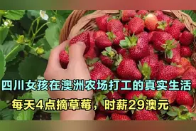 四川女孩在澳洲农场打工的真实生活：每天4点摘草莓，时薪29澳元视频封面