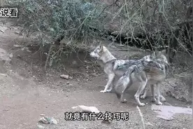 狼的繁衍，视频封面