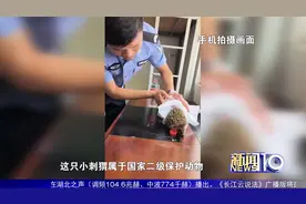 小刺猬“迷路”　警民合力救助放归自然