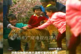 那时的济南动物园，竟然可以摸老虎屁股，你体验过吗？视频封面