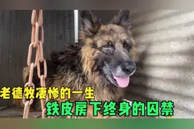 年入百万的大老板，却把胡子发白的老德牧囚禁铁笼一生，哭惨了视频封面