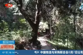 走古道 赏古柏 广元剑阁感受千年蜀道文化视频封面