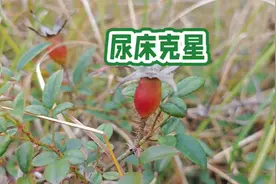 尿床克星，老百姓都喜欢的金樱子煮猪腰，农村很多孩子都吃过！