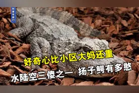 把鳄鱼当猪养，水陆空三傻之一扬子鳄 ，怎么混成这副憨憨模样视频封面