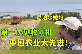 尼泊尔媳妇第一次见收割机，震惊速度太快：中国农业真先进！视频封面