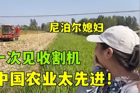 尼泊尔媳妇第一次见收割机，震惊速度太快：中国农业真先进！视频封面