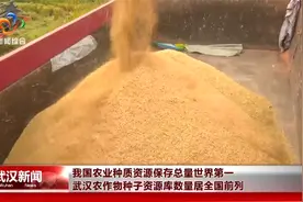 武汉农作物种子资源库数量居全国前列