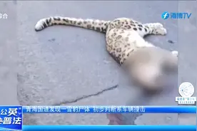 青海国道现雪豹尸体，疑生前遭车撞击？肇事者或面临这些法律风险视频封面