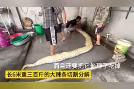 6米长三百斤重的大辣条，见识一下越南人怎么处理分解，开眼界
