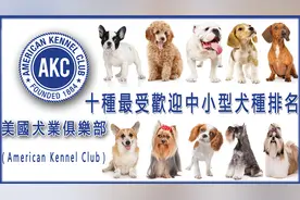 2023年AKC北美十种最受欢迎中小型犬种排名