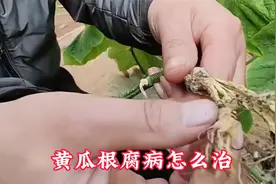 黄瓜根腐病如何防治？黄瓜出现根腐死棵用什么药效果好！视频封面